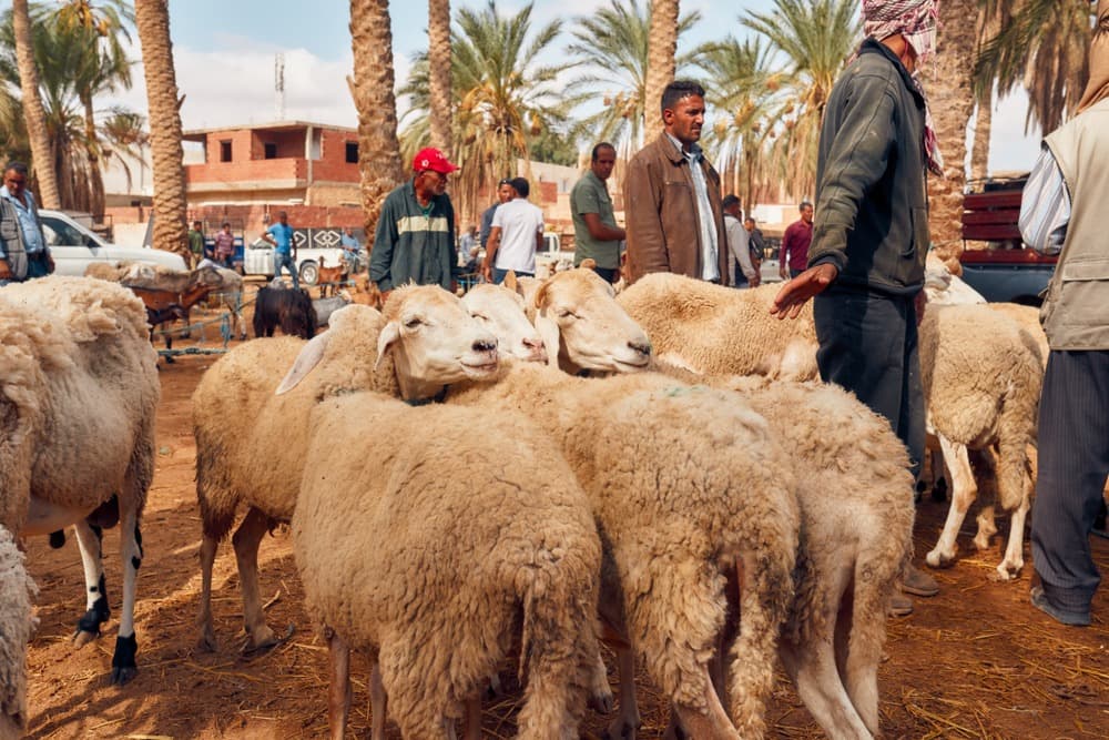 Der Souk von Douz